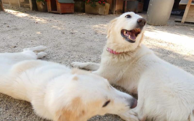 ASIA e ARIZONA