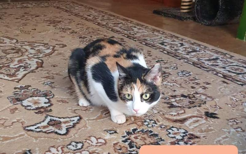Bonnie