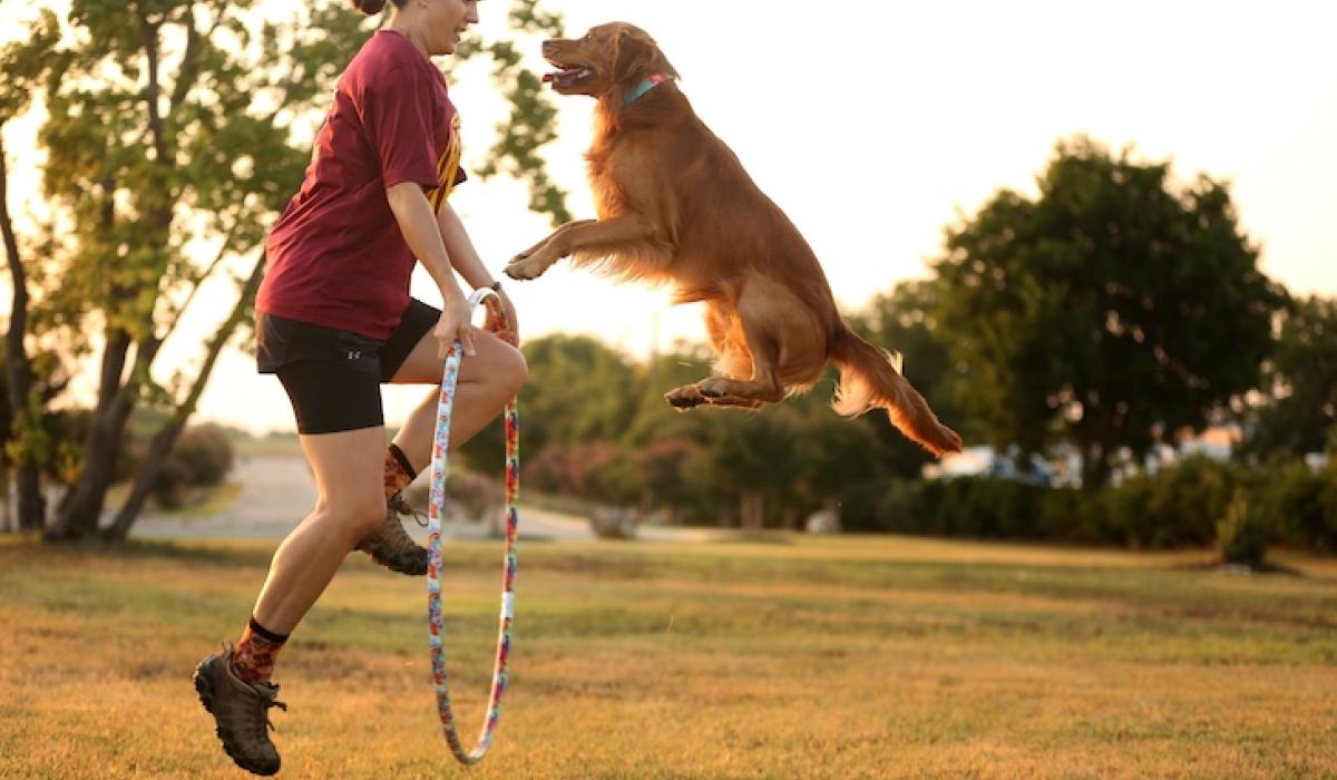 Perché insegnare i tricks al cane?